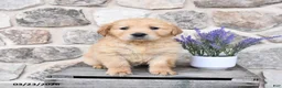 Golden Retriever dogs for sale: Dallas  - Ad 4