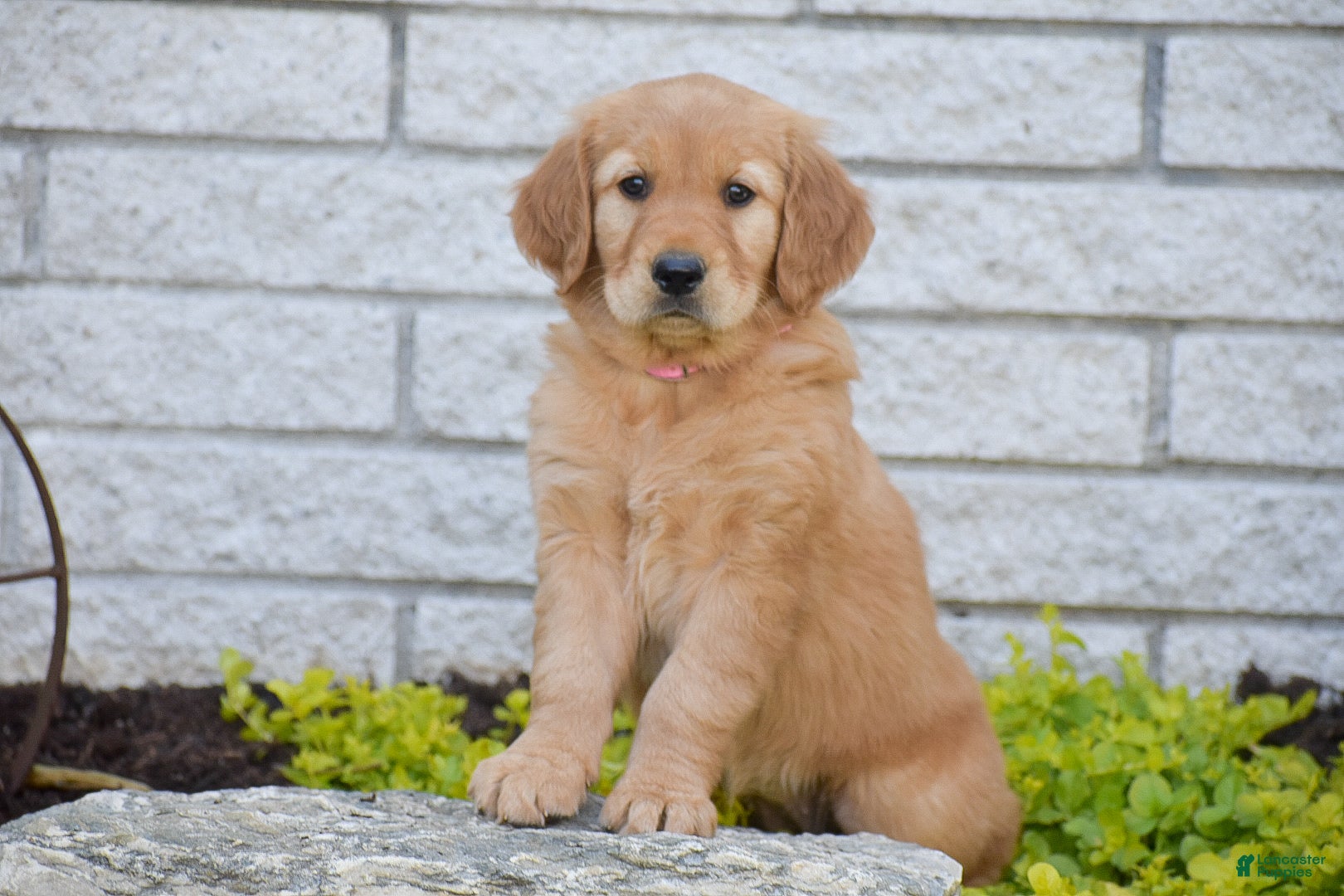 Golden Retriever dogs for sale: Abigail - Ad 1