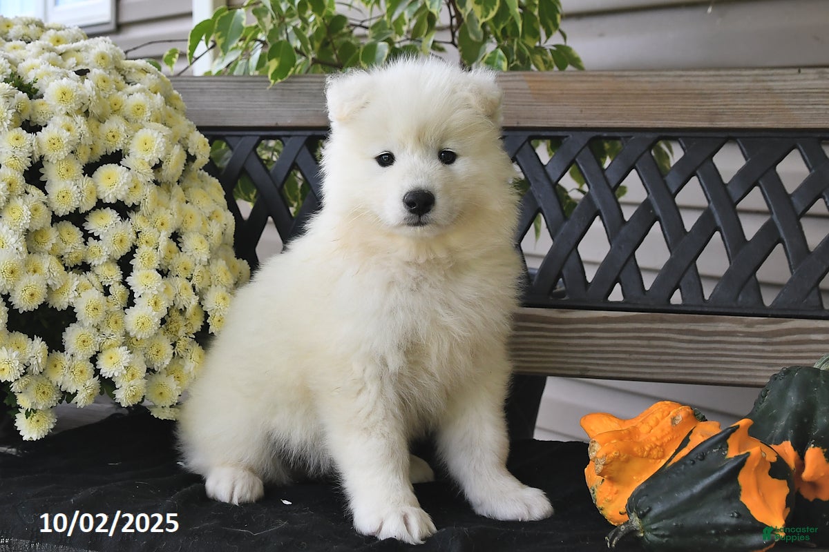 Miniature Samoyed Price Samoyed Puppies For Sale In Ohio Lancaster - Main Image