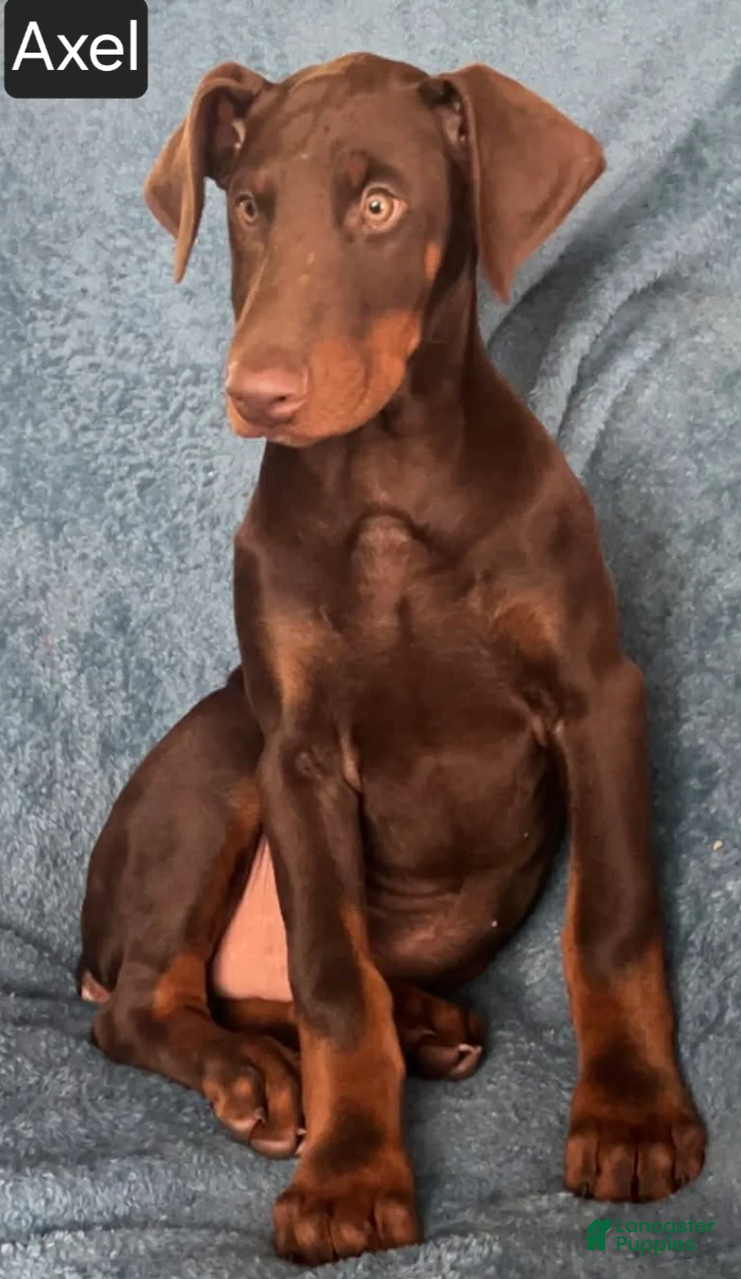 Doberman Pinscher dogs for sale: Axel - Ad 4