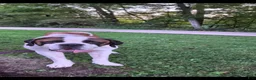 Saint Bernard dogs for sale: Brittany  - Ad 5