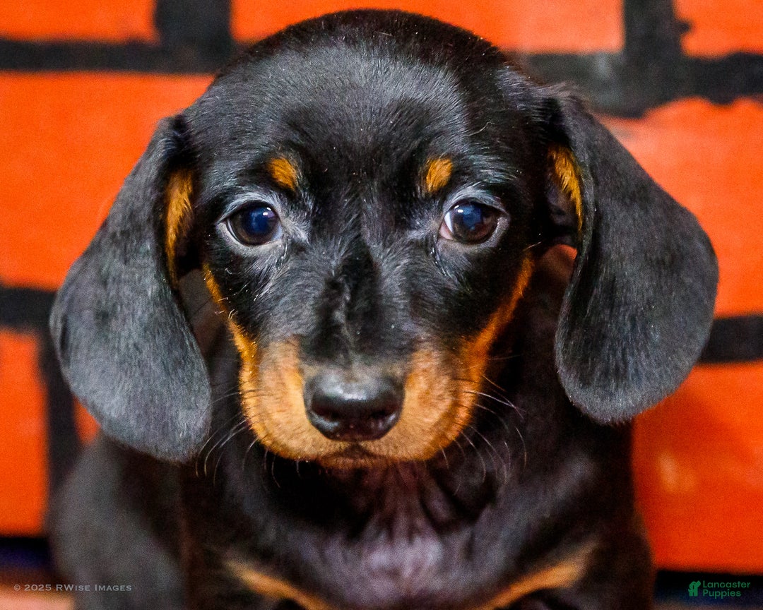 Miniature Dachshund dogs for sale: Yosef - Ad 2