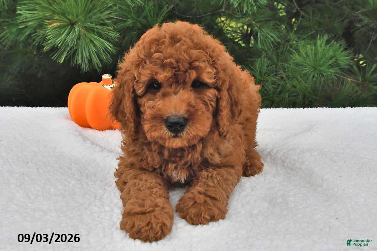 Mini Goldendoodle dogs Teddy - Ad 2