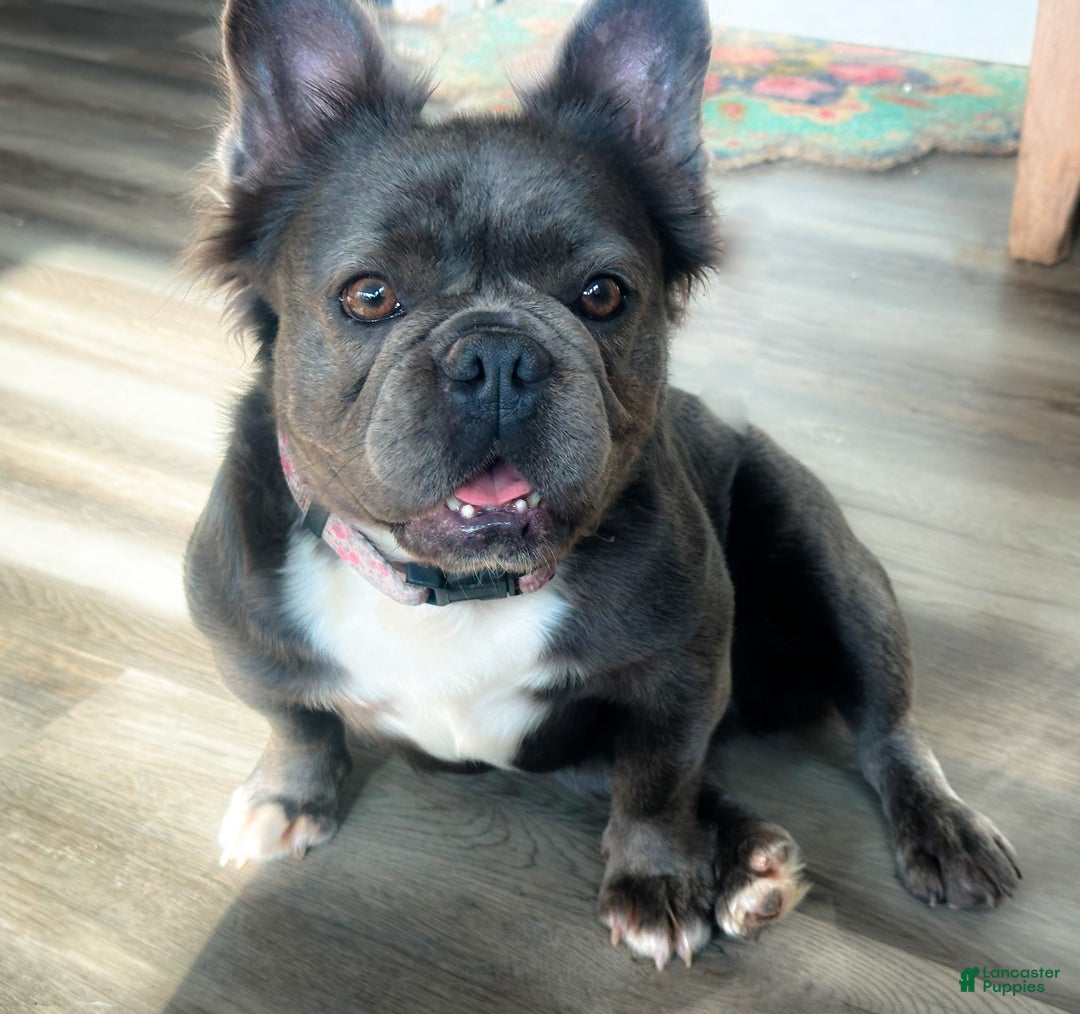 French Bulldog dogs for sale: Dancer Blue Fluffy  - Ad 6