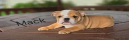 English Bulldog dogs for sale: English Bulldog 1 - Ad 7