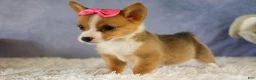 Welsh Corgi Pembroke dogs for sale: Yara ❤️ - Ad 12