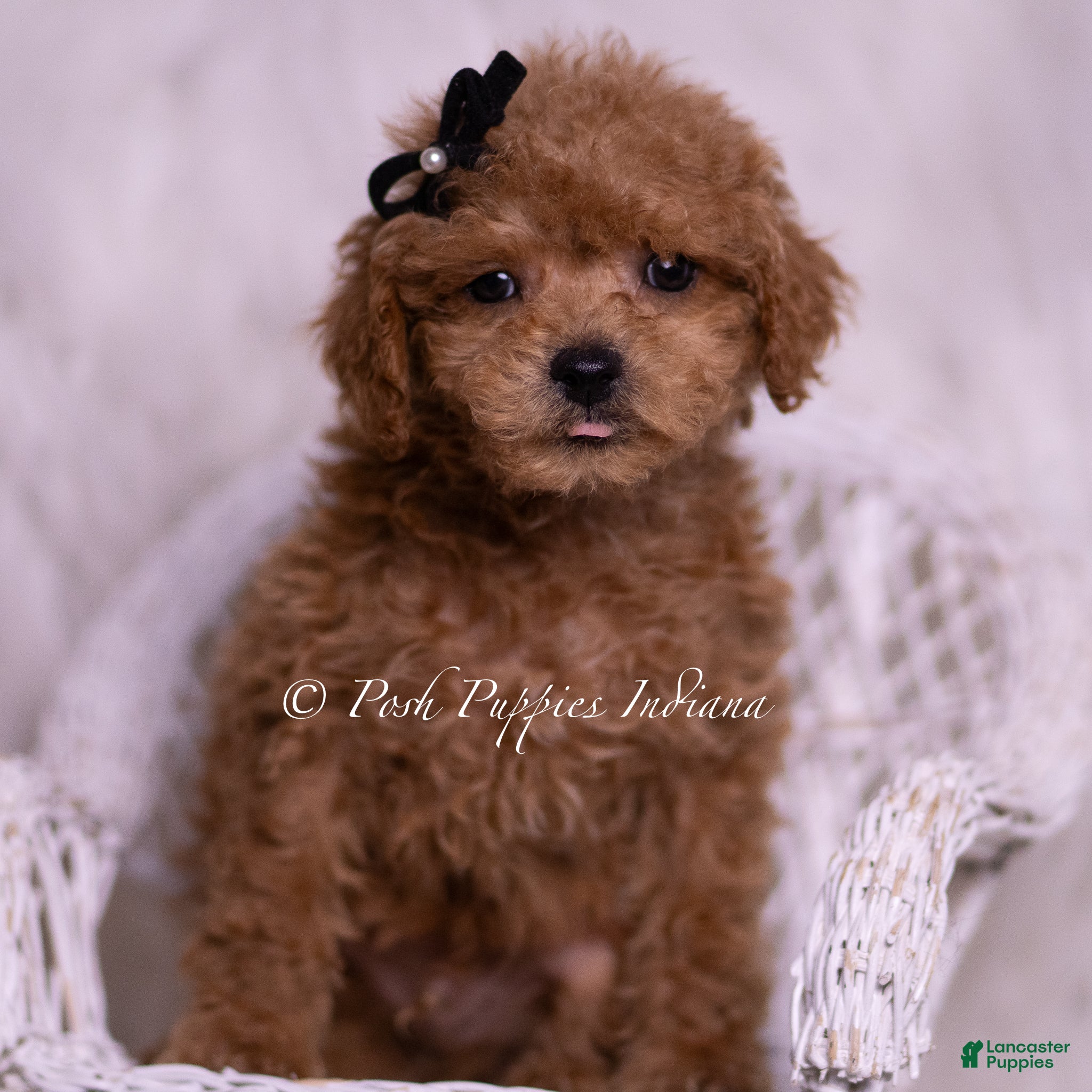 Maltipoo dogs Kai - Ad 12