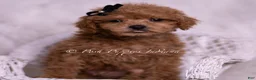 Maltipoo dogs for sale: Kai - Ad 3