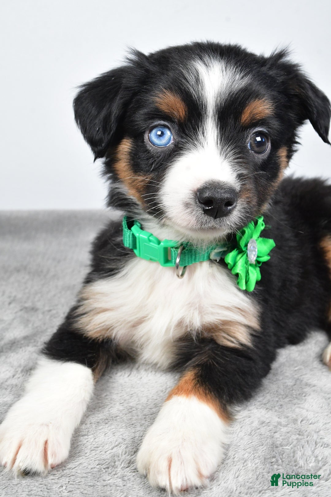 Miniature Australian Shepherd dogs for sale: Olive - Ad 7
