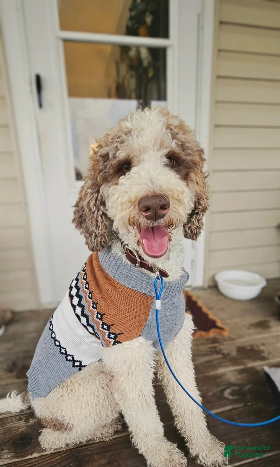 Goldendoodle dogs for sale: Goldendoodle 2 - Ad 6