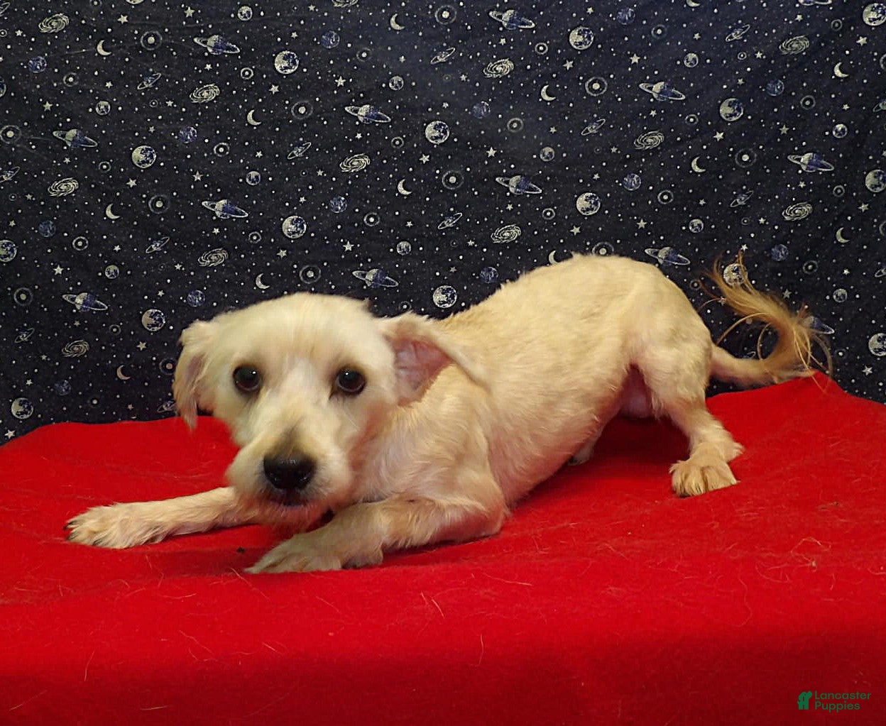 Morkie dogs Boobie - Ad 28