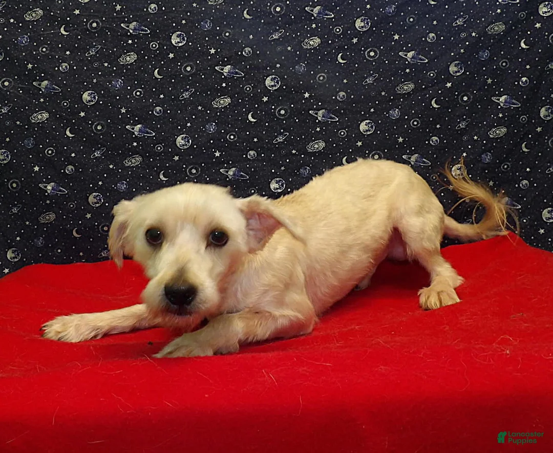 Morkie dogs for sale: Boobie - Ad 1