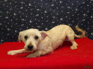 Morkie dogs Boobie - Ad 35