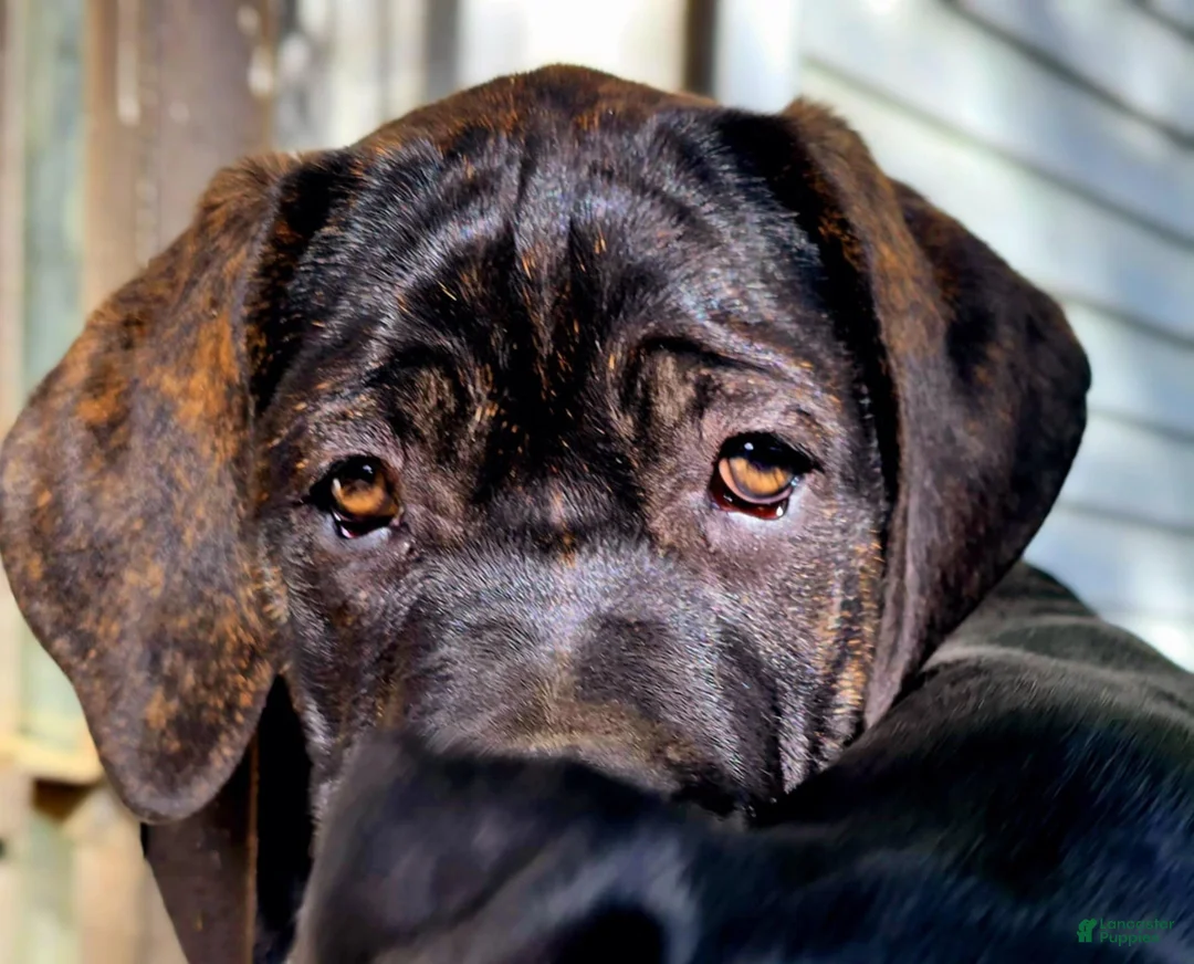 Gallery Image {{count}}