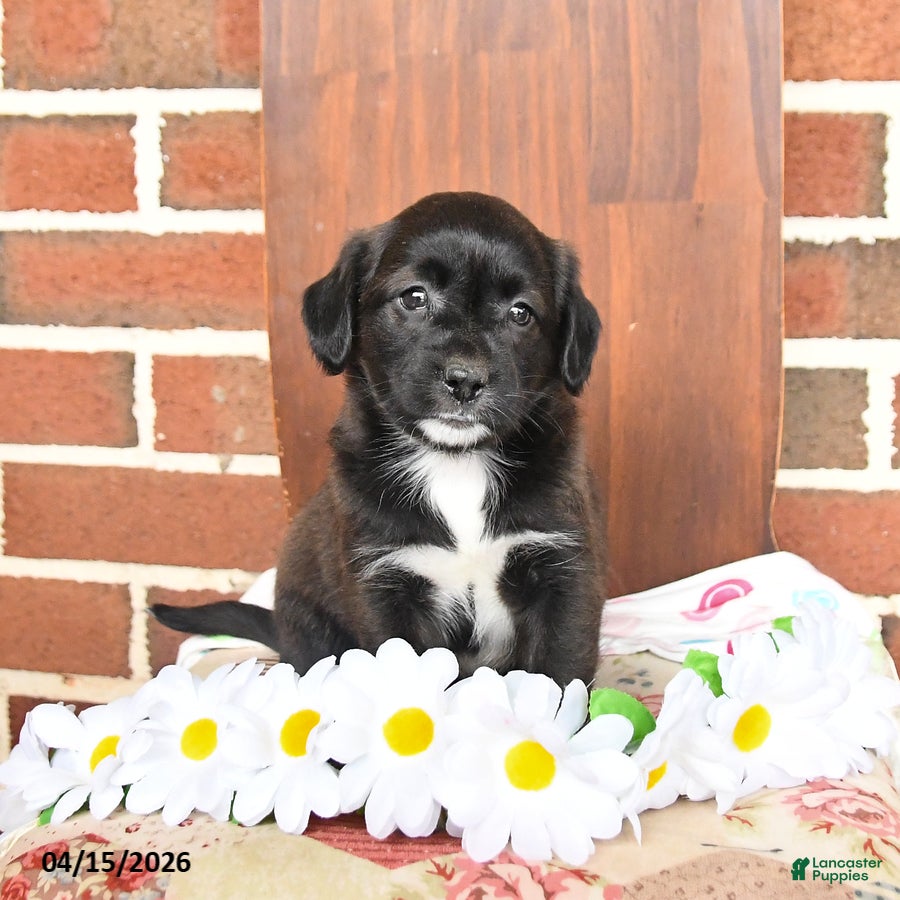 Mixed Breed dogs Lilly - Ad 2