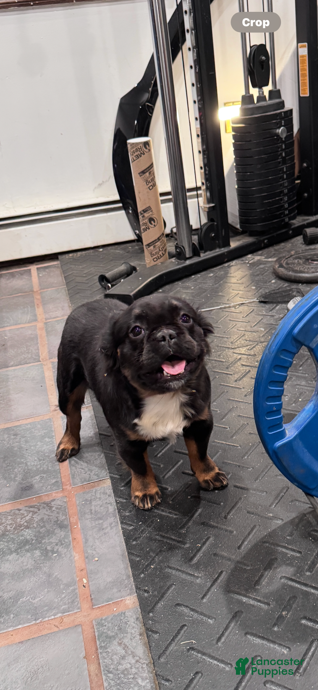 French Bulldog dogs for sale: Gus - Ad 1