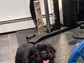 French Bulldog dogs Gus - Ad 37