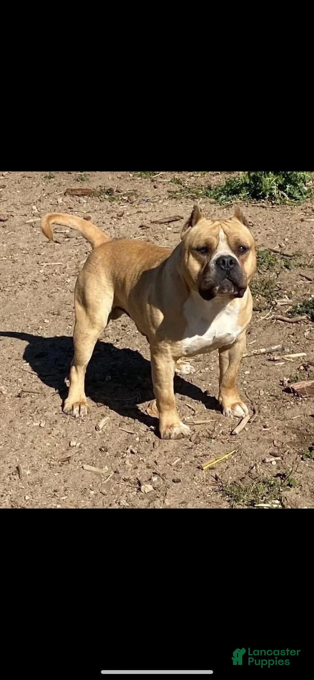 American Bully dogs for sale: American Bully 3 - Ad 3