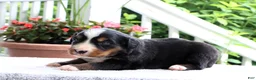 Bernese Mountain Dog dogs for sale: Kyra - Ad 3