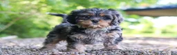 Cavapoo dogs for sale: Skeeter - Ad 4