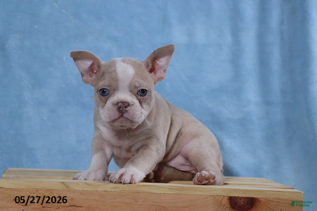 Frenchton dogs for sale: Sally - Ad 2