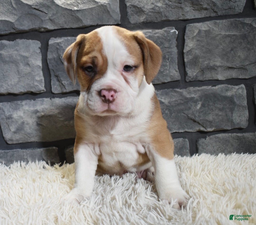 Mixed Breed dogs for sale: Rusty  - Ad 4
