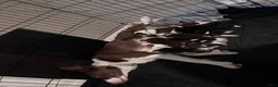 Mixed Breed dogs for sale: Blue Collar - Ad 4