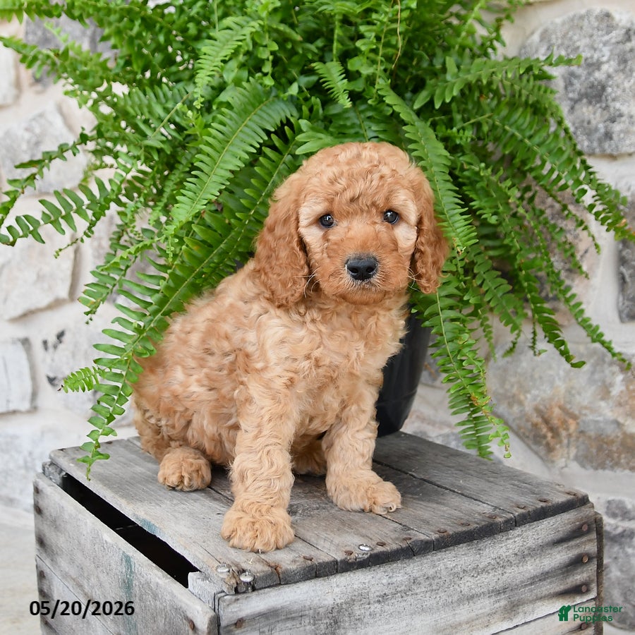 Mini Goldendoodle dogs Dexter - Ad 2