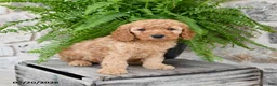 Mini Goldendoodle dogs for sale: Dexter - Ad 2