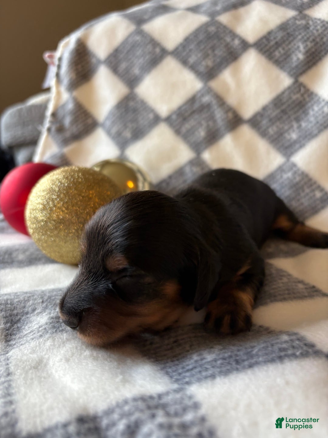 Dachshund dogs for sale: Bean - Ad 5