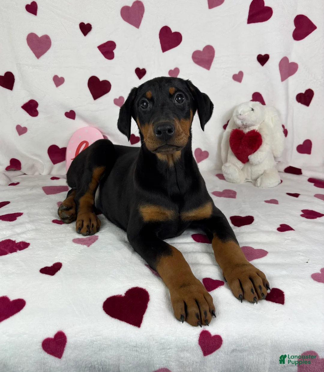 Doberman Pinscher dogs for sale: Dixie - Ad 1