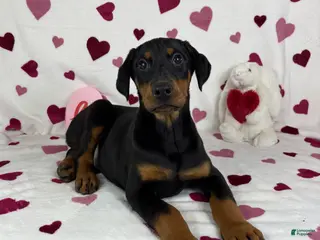 Doberman Pinscher dogs Dixie - Ad 25