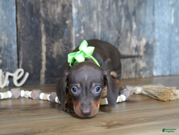 Miniature Dachshund dogs Cade - Ad 2
