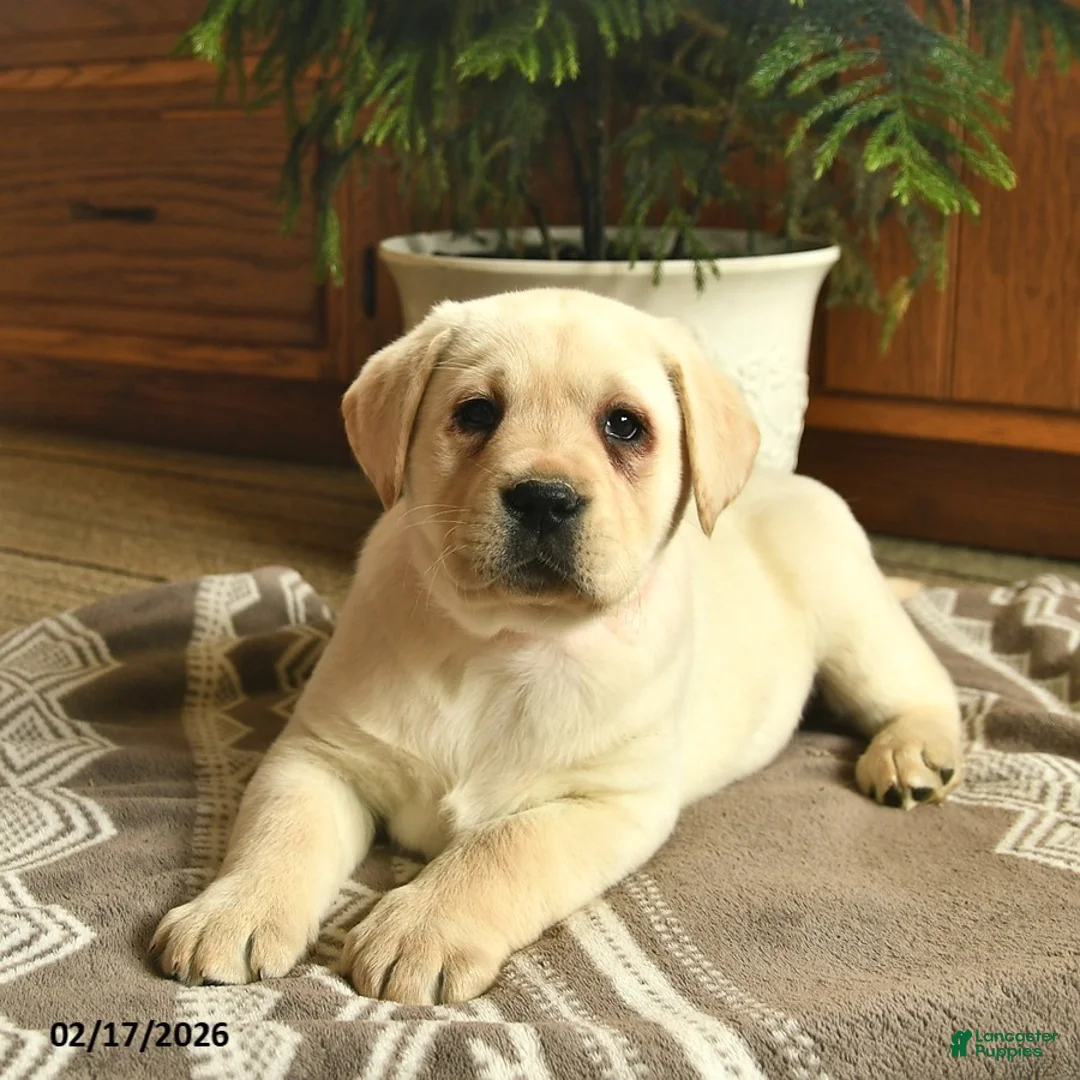 Labrador Retriever dogs for sale: Gage  - Ad 4