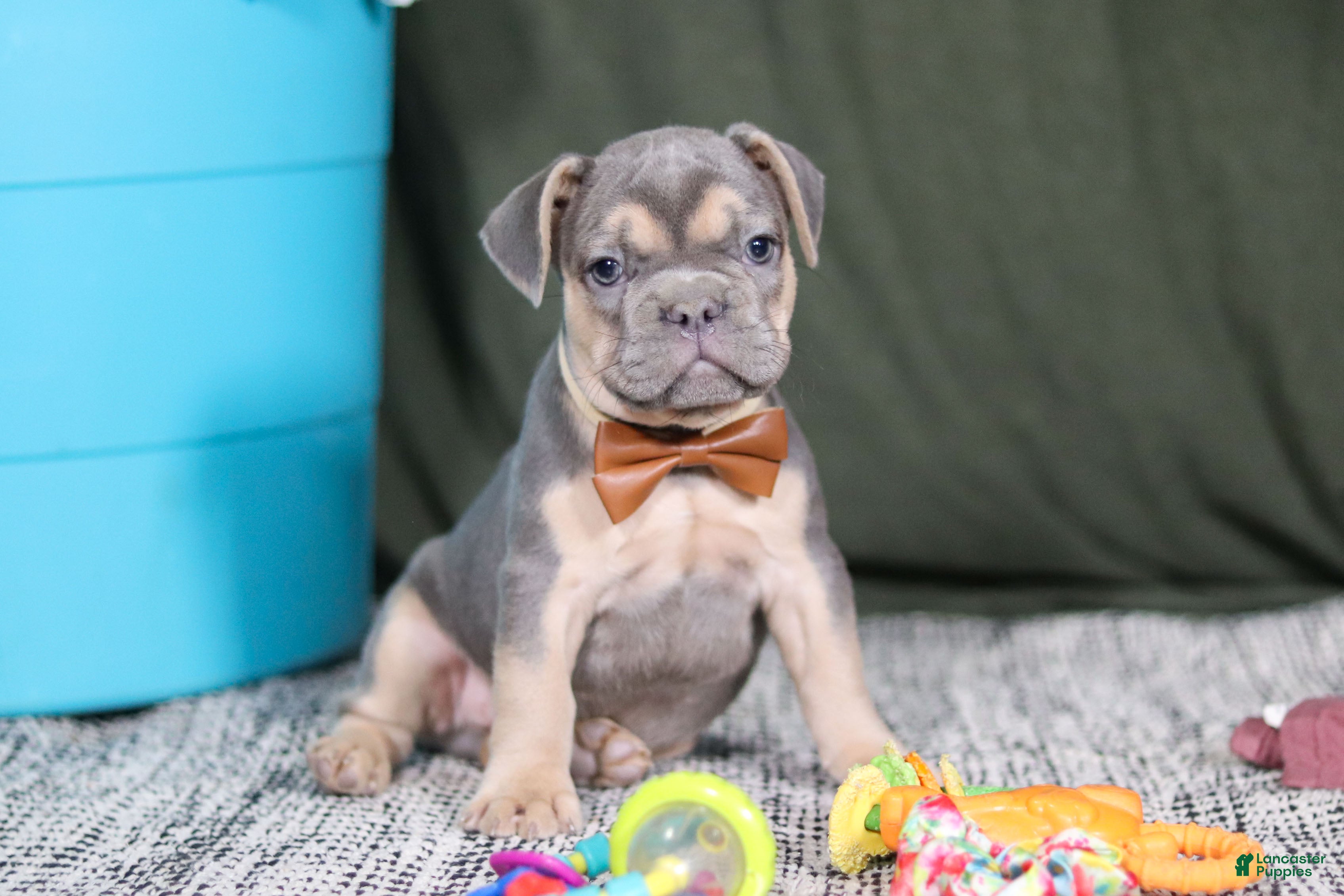 French Bulldog dogs Bryce - Ad 16