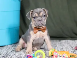 French Bulldog dogs Bryce - Ad 16