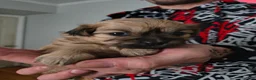 Mixed Breed dogs for sale: Baby Eva - Ad 14