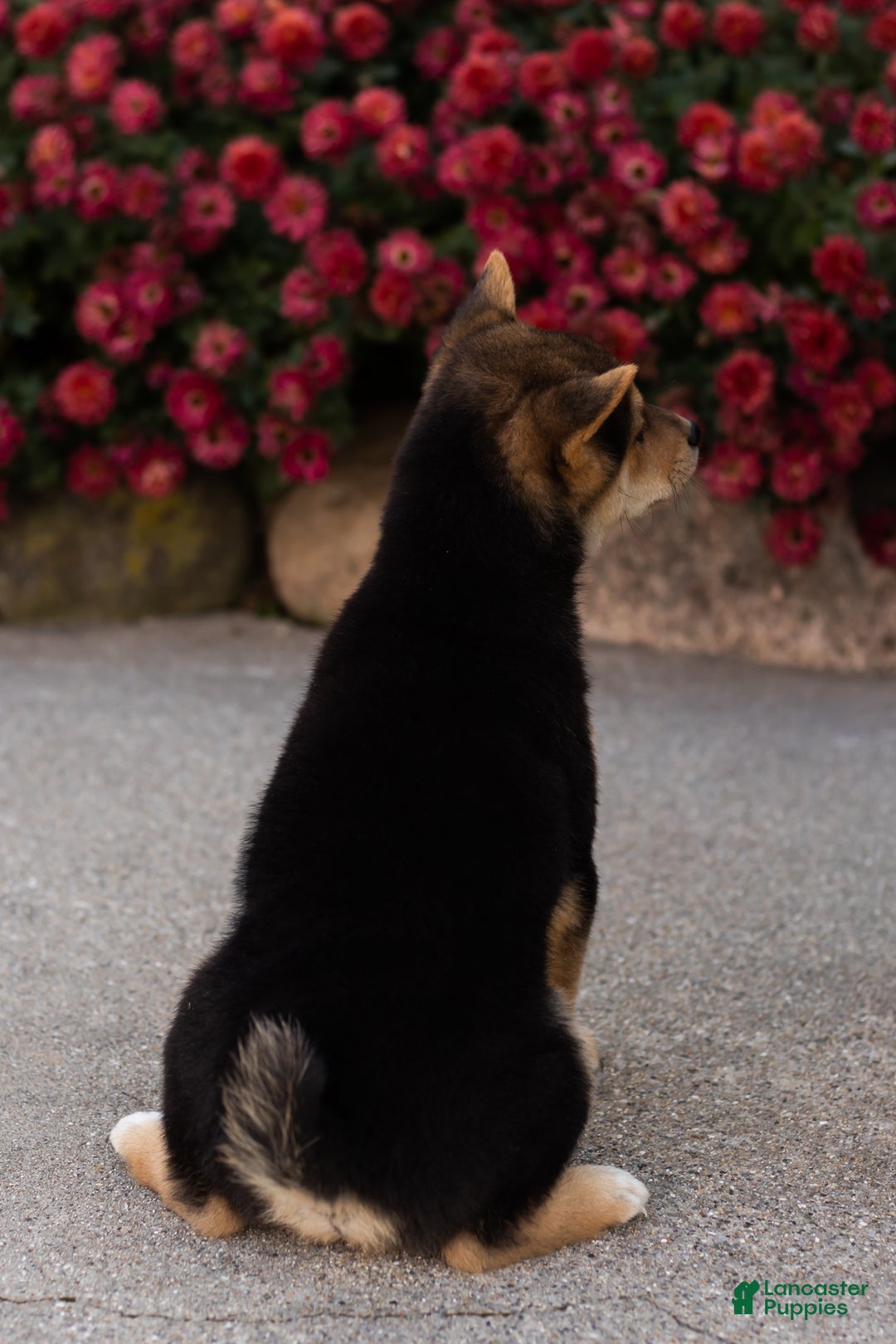 Shiba Inu dogs for sale: Benji  - Ad 10