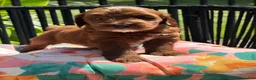 Mini Goldendoodle dogs for sale: Mini Goldendoodle 1 - Ad 8