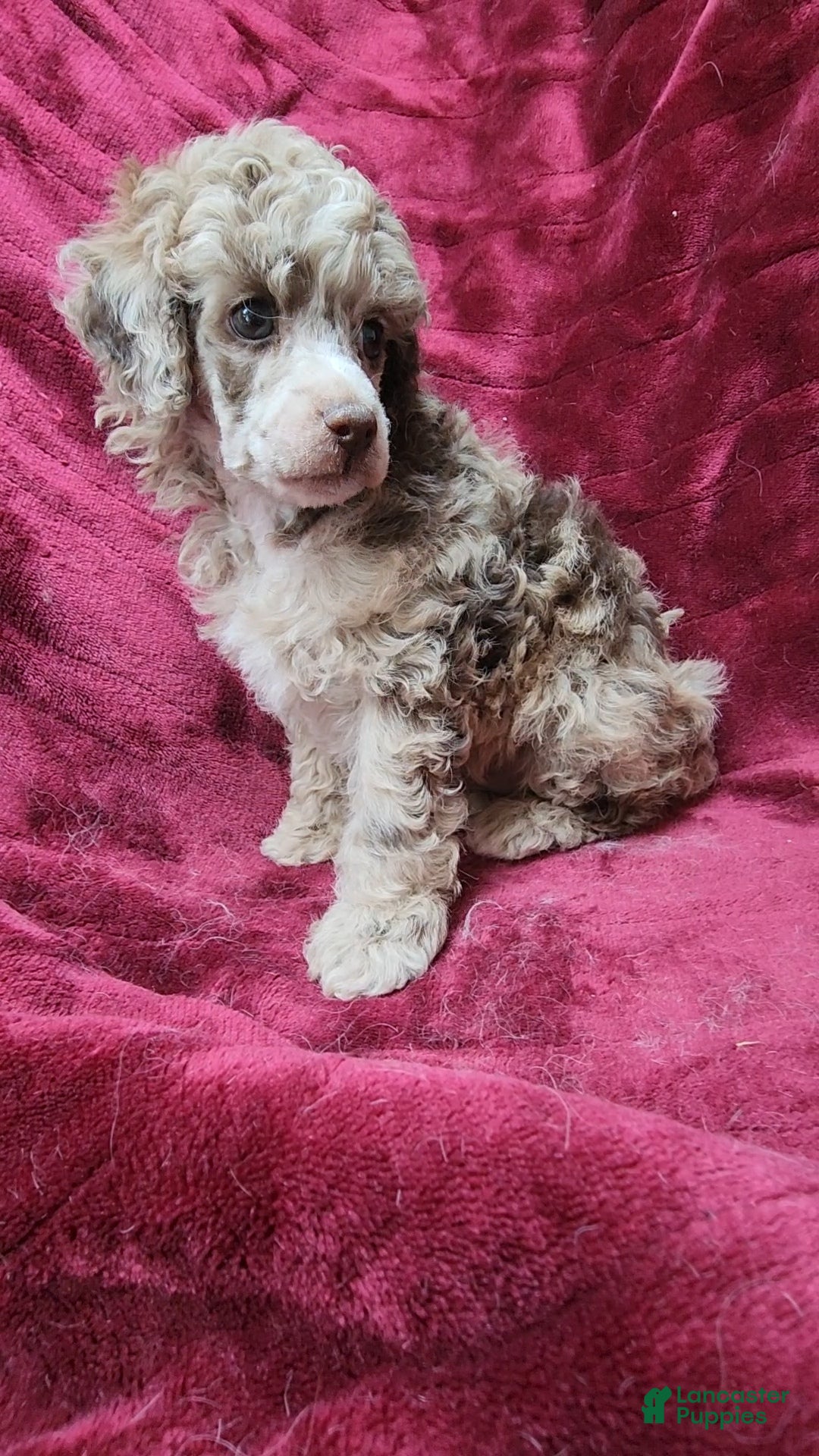 Miniature Poodle dogs AKC Chocolate Merle boy - Ad 2