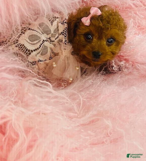 Toy Poodle dogs Toy Poodle Puppy 1 - Ad 1