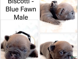 French Bulldog dogs Biscotti - Ad 3