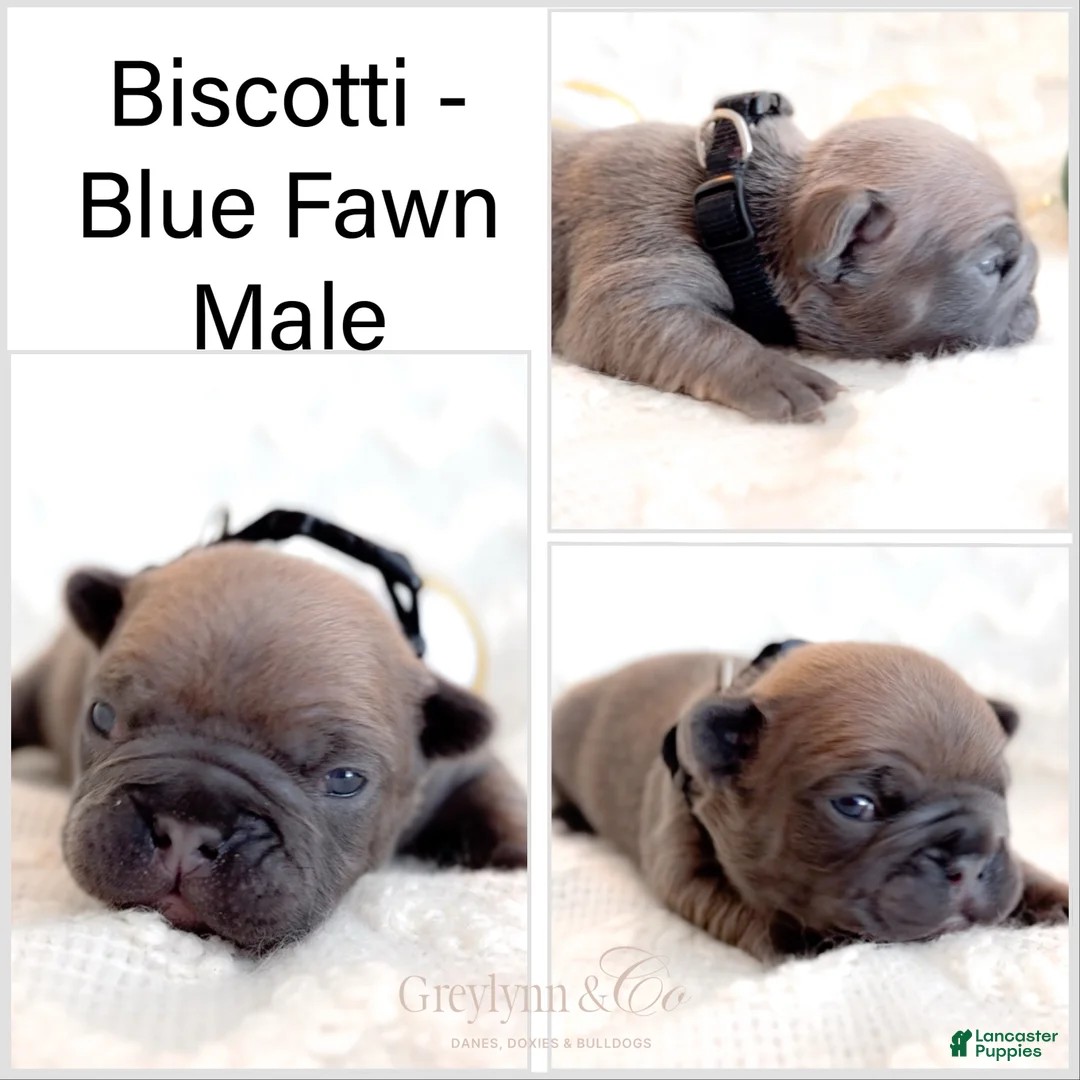 French Bulldog dogs for sale: Snickerdoodle - Ad 8