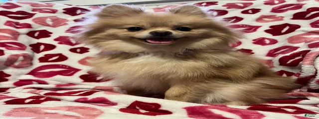 Elle