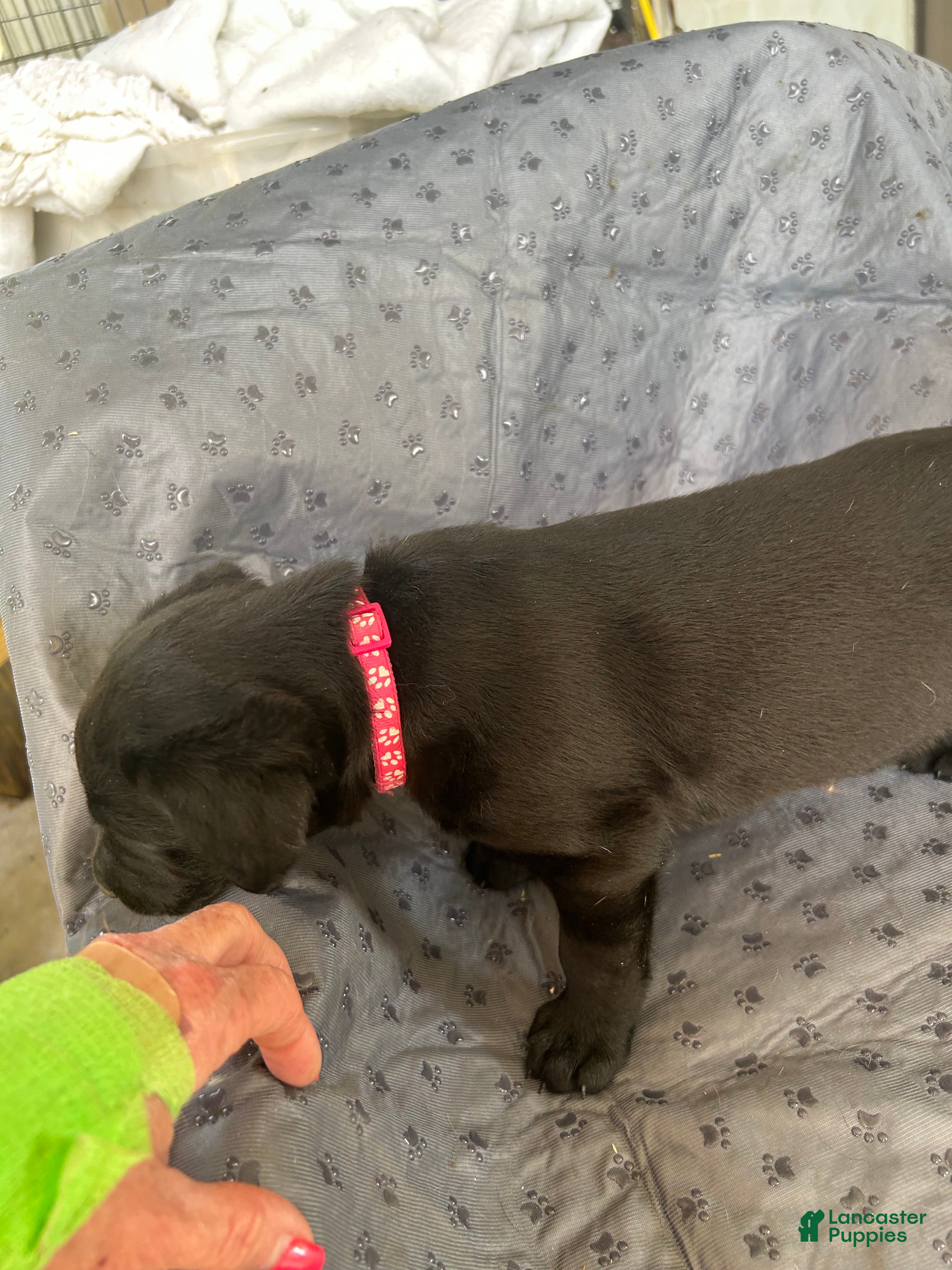 Labrador Retriever dogs Labrador Retriever Puppy 3 - Ad 2