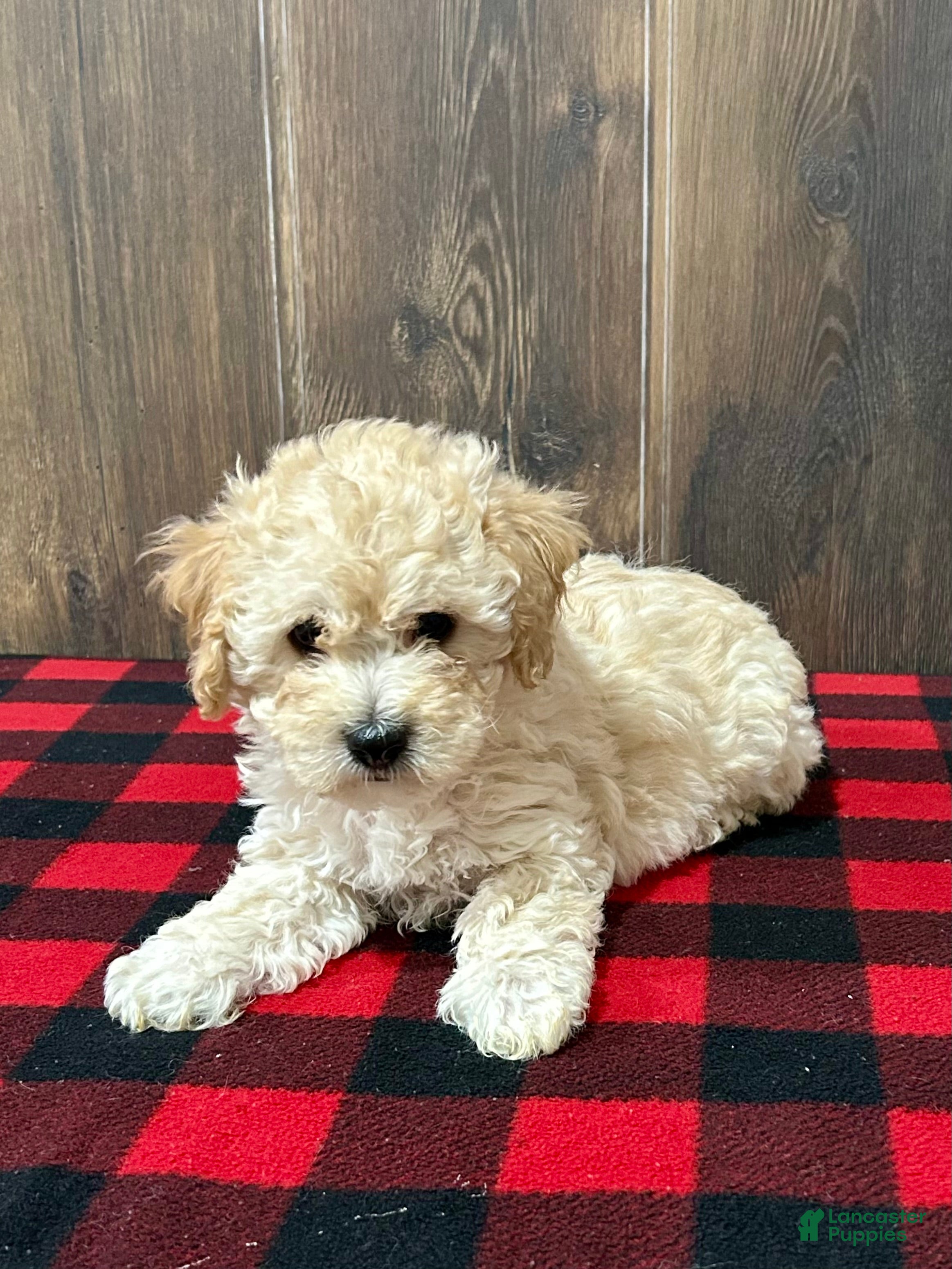 Bichpoo dogs Freddy - Ad 2