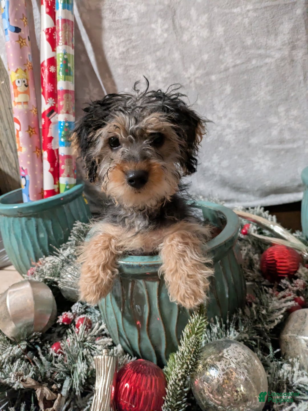 Yorkiepoo dogs for sale: Yeager - Ad 1