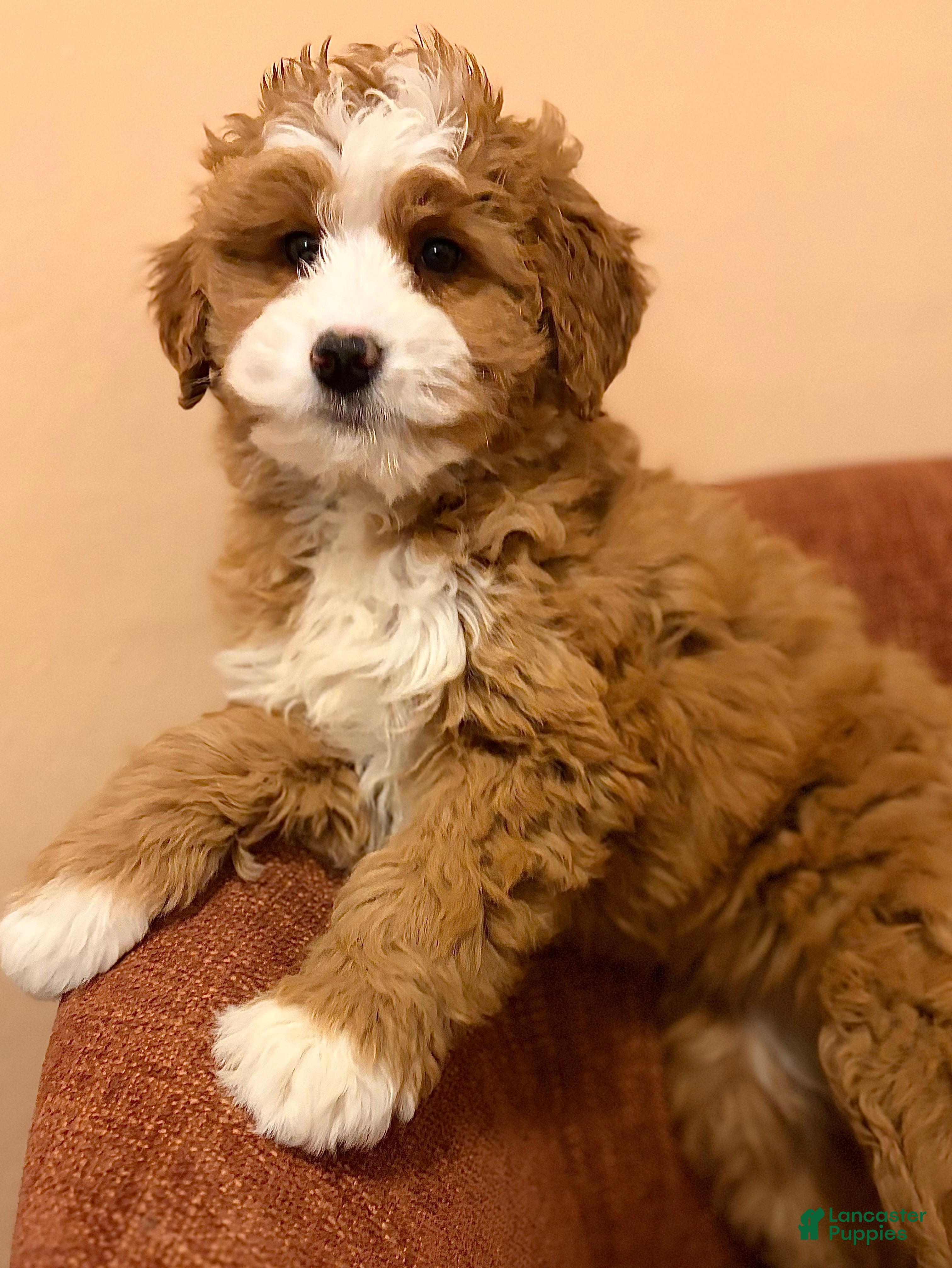 Mini Bernedoodle dogs 💛 IN BOSTON MASSACHUSETTS AREA 💛 RED AND WHITE ABSTRACT GIRL 💛 MINI BERNEDOODLE 💛 - Ad 1