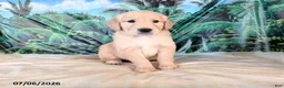 Golden Retriever dogs for sale: Cam - Ad 1