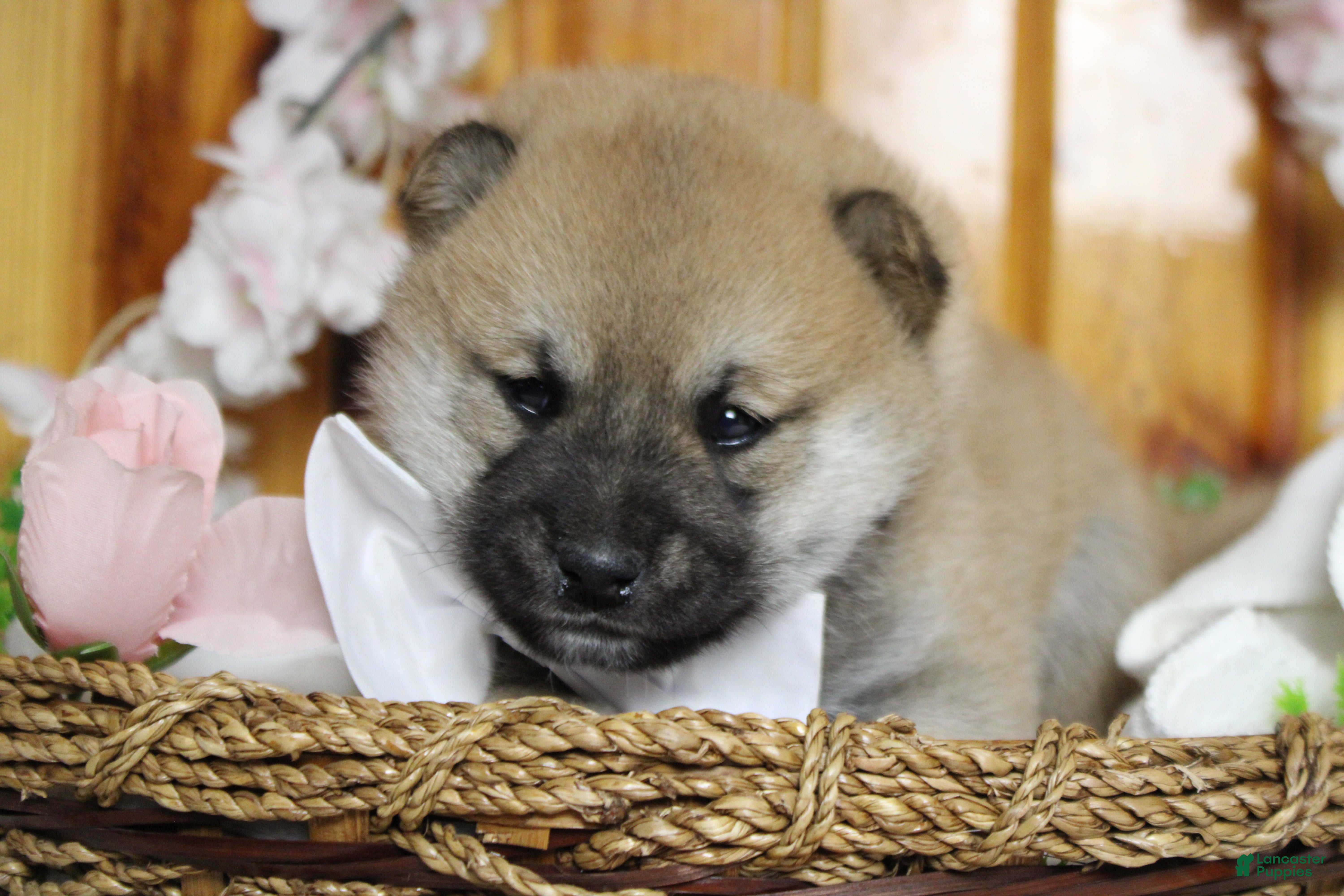 Shiba Inu dogs Ringo  - Ad 3